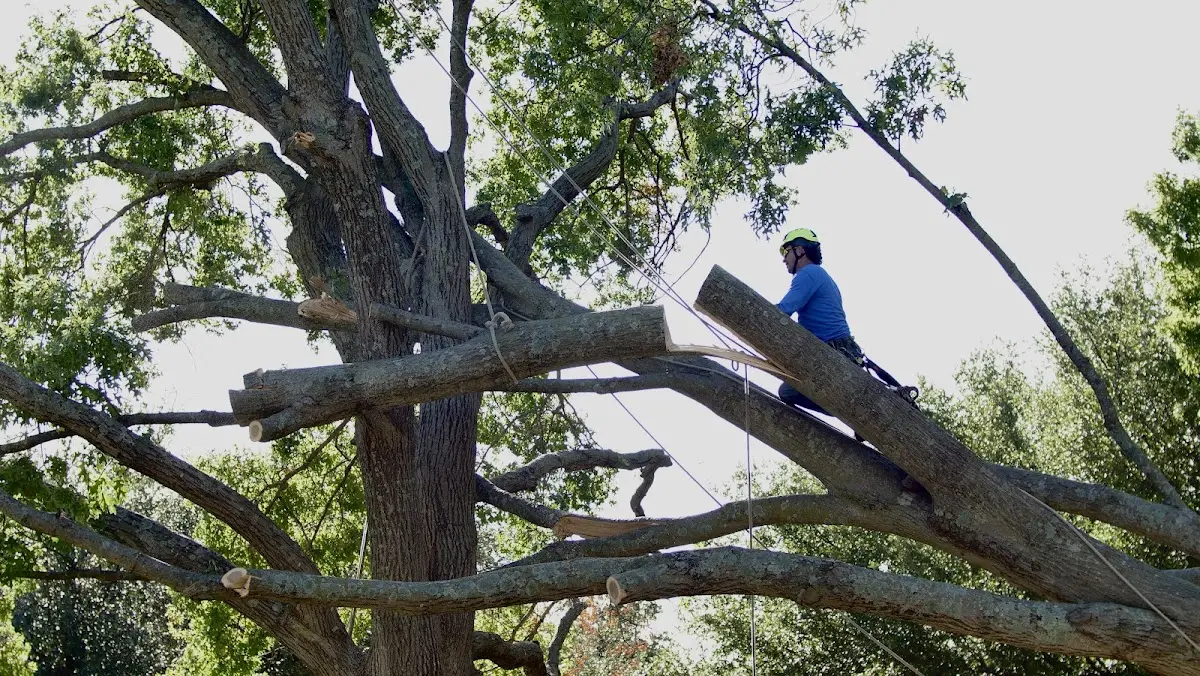 Professional Hazardous Tree Removal performed by certified arborists in Golconda